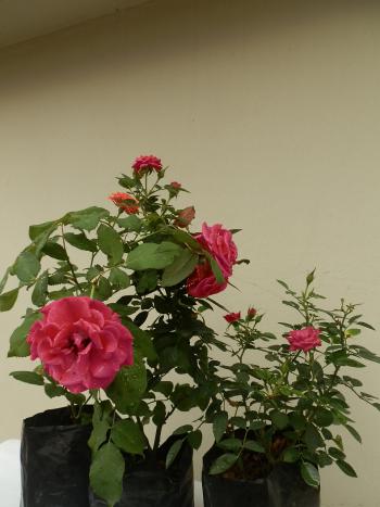 rosal