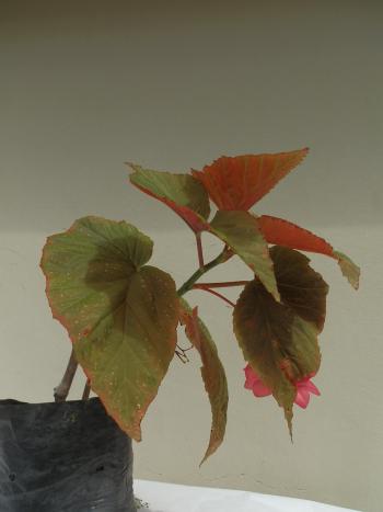 begonia ala de angen