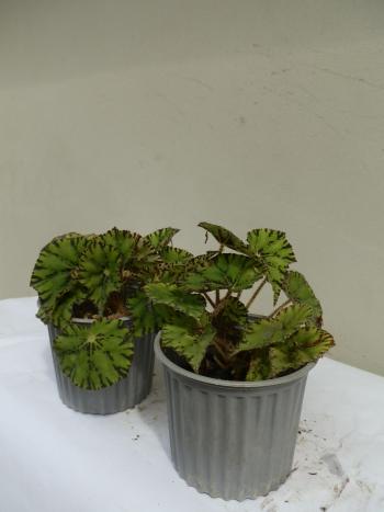 begonia dragon