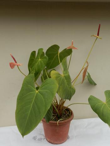 Anturio