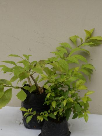 duranta