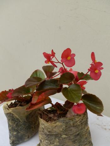 Begonia yamalia